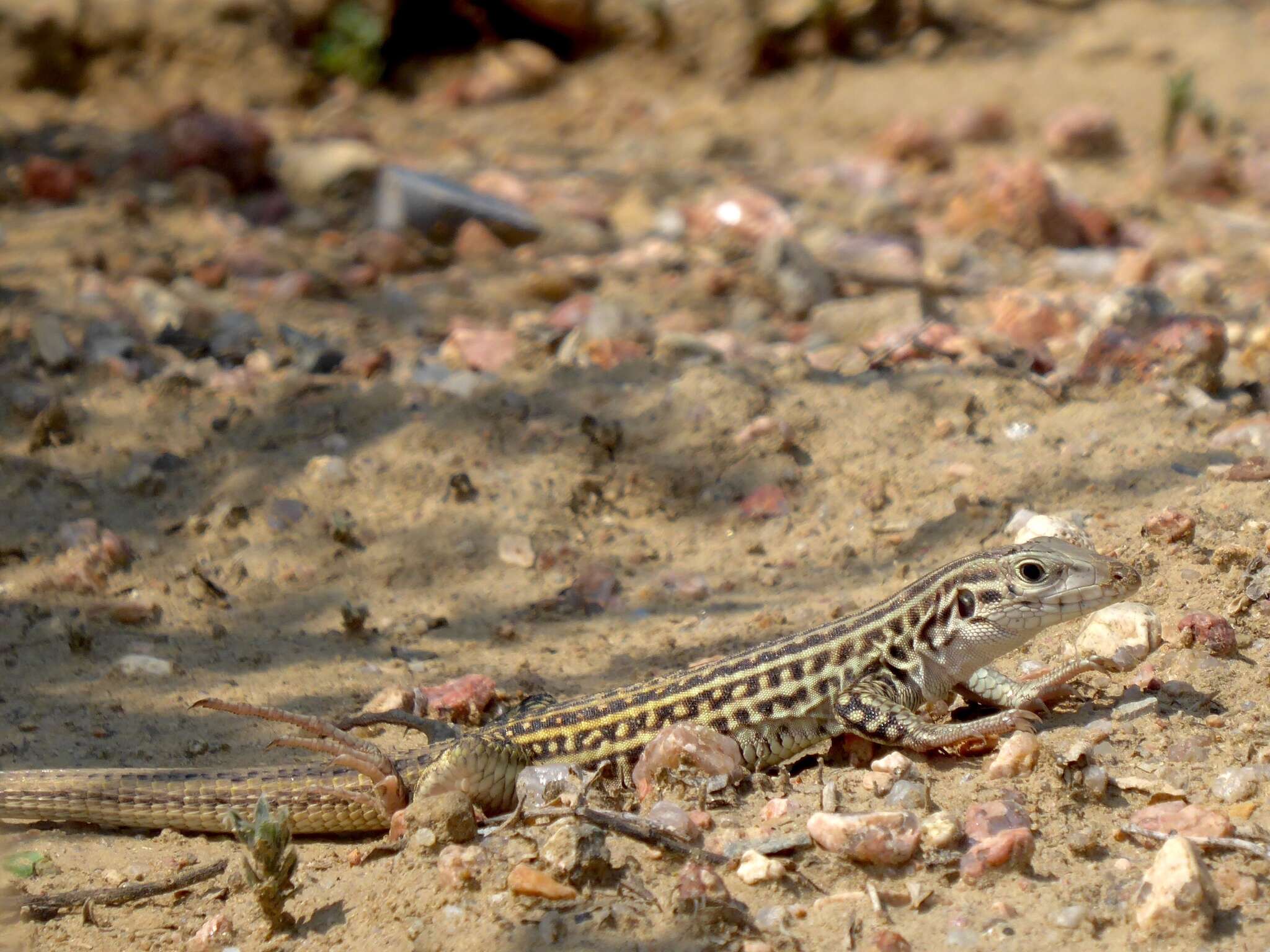 Image of Aspidoscelis neotesselatus (Walker, Cordes & Taylor 1997)