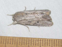 Image of Gray-streaked Armywom Moth