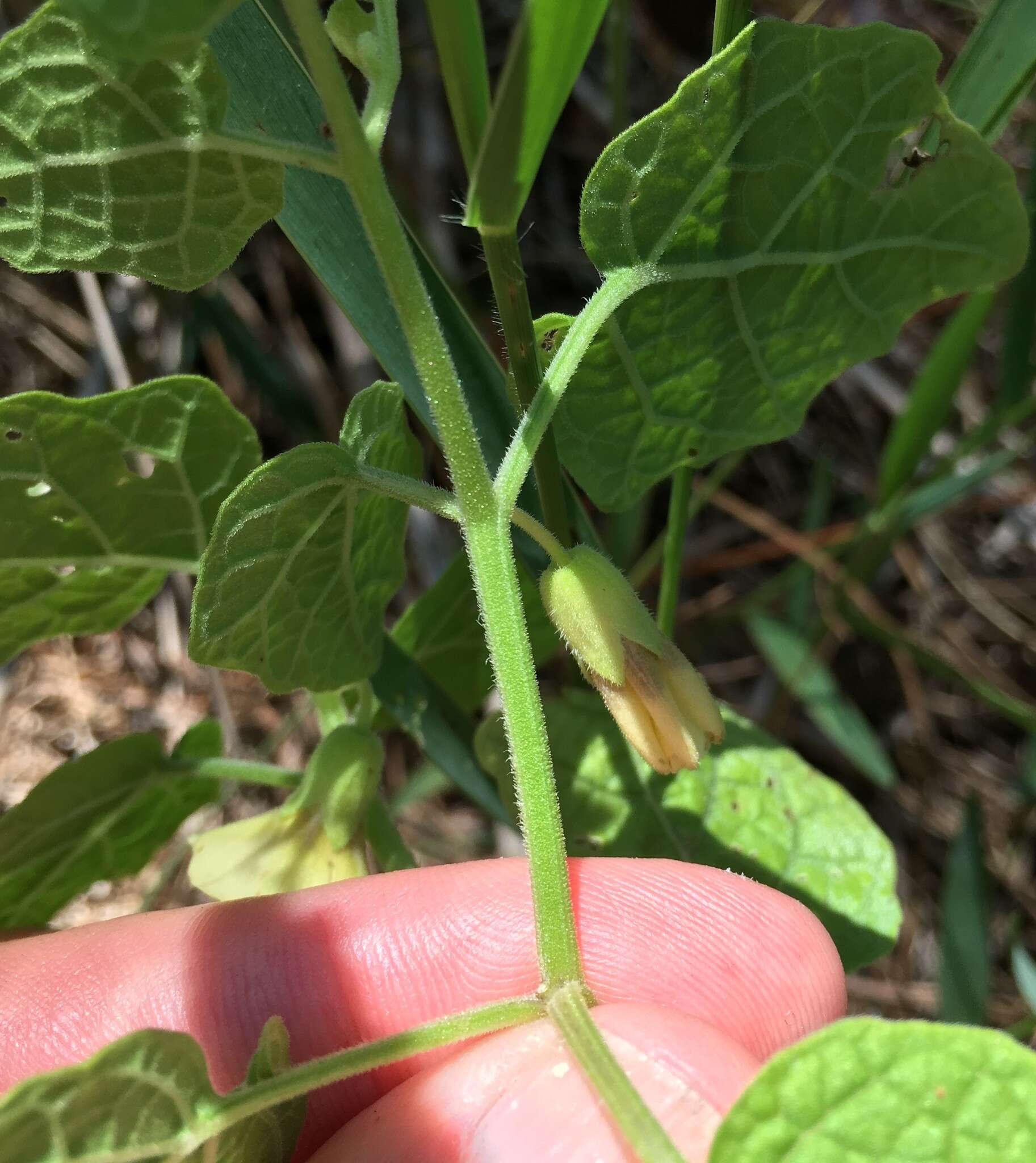 Plancia ëd Physalis arenicola Kearney