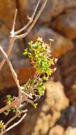 Euryops subcarnosus subsp. vulgaris B. Nord. resmi