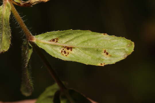 Imagem de Puccinia pulverulenta Grev. 1824