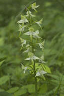 Image of Platanthera densa Freyn