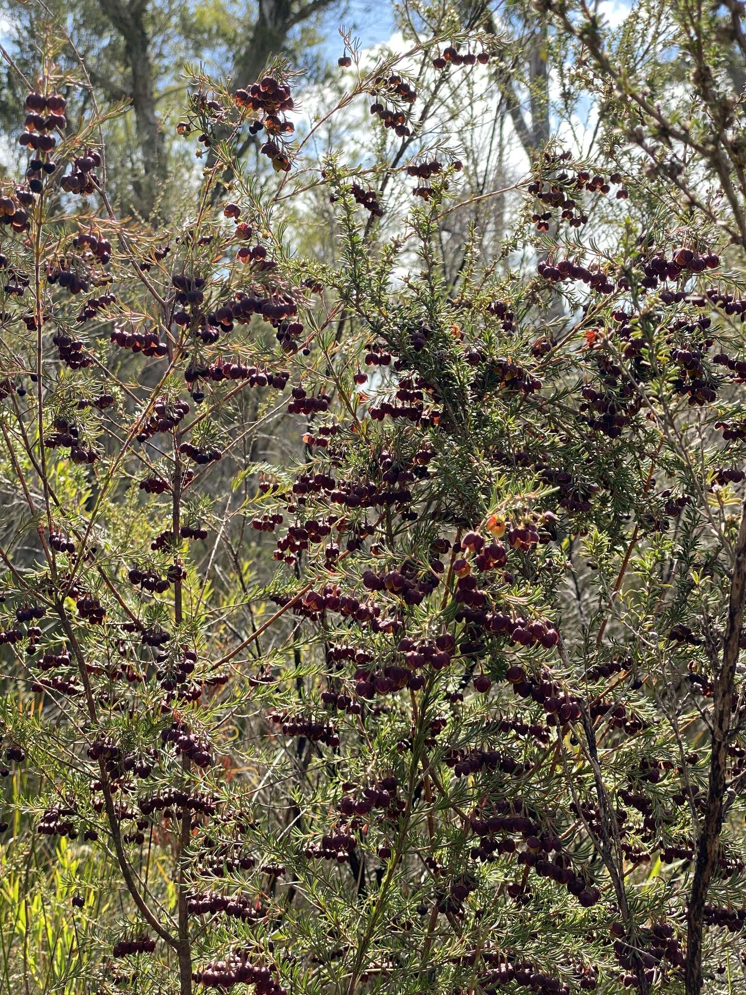 Image of sweet boronia