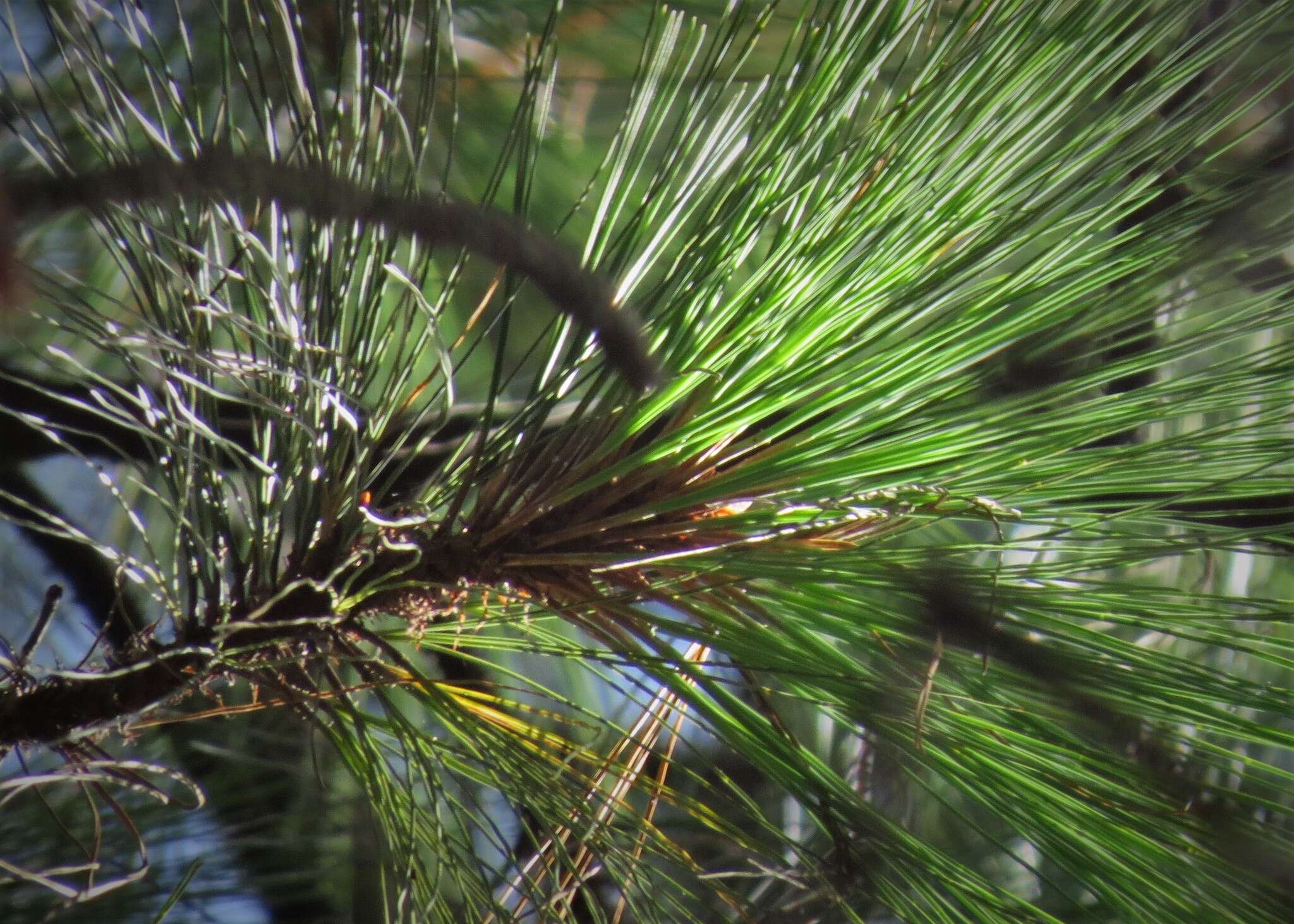 Imagem de Pinus montezumae Lamb.