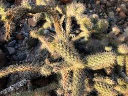 Image of Cylindropuntia alcahes var. burrageana (Britton & Rose) Rebman