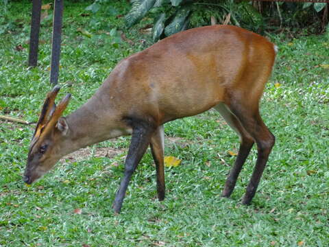 Image of Barking Deer