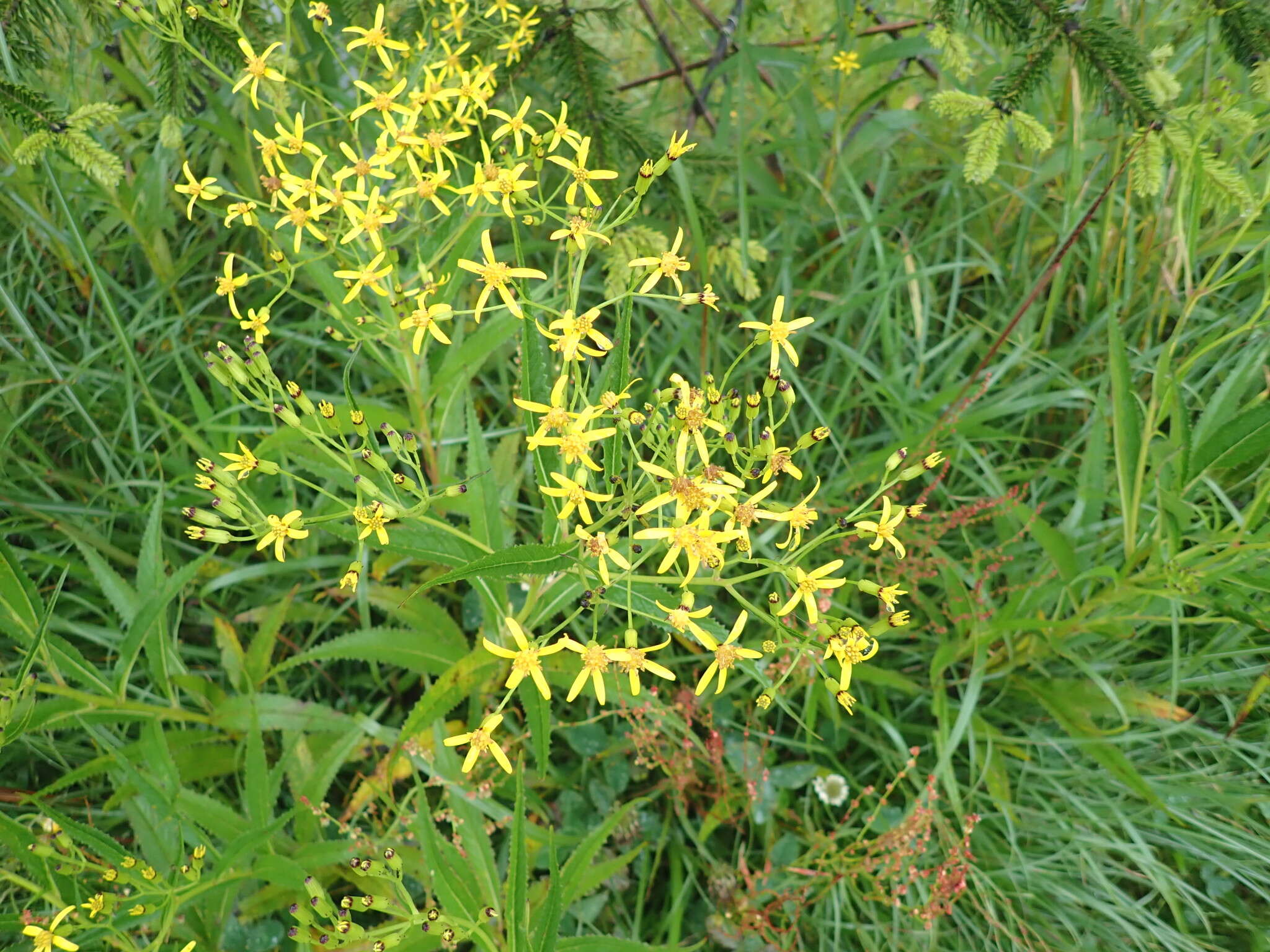 Plancia ëd Senecio morrisonensis var. dentatus Kitam.