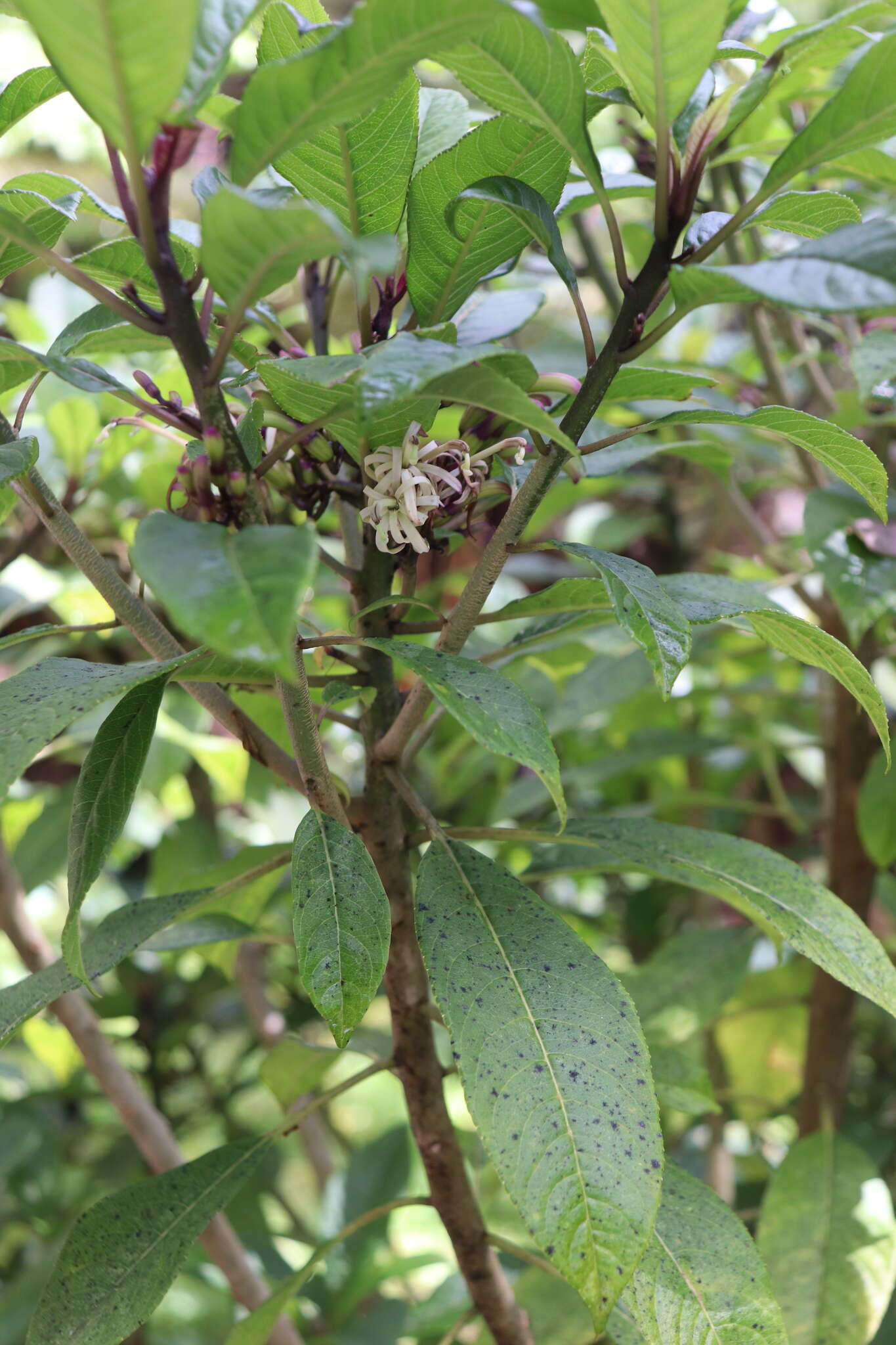 Image of Small-Flower Clermontia