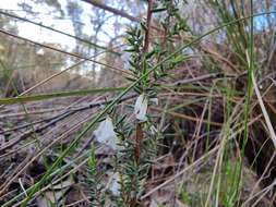 Image of Leucopogon fletcheri Maiden & Betche