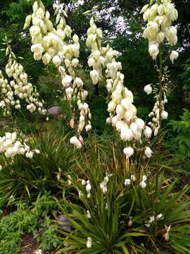 Слика од Yucca arkansana Trel.