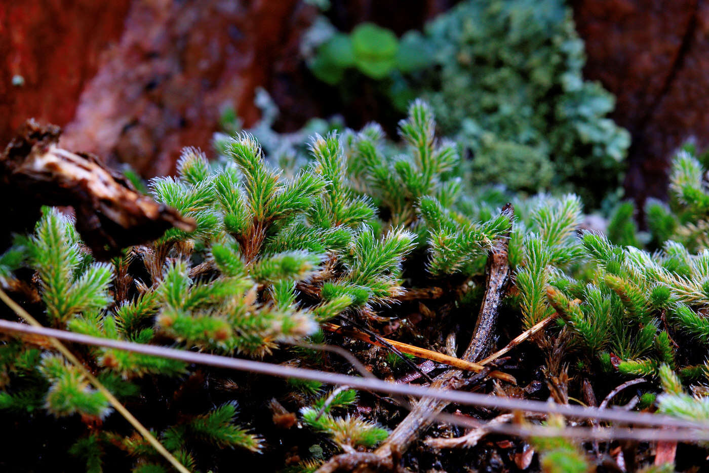 Image of Selaginella dregei (Presl) Hieron.