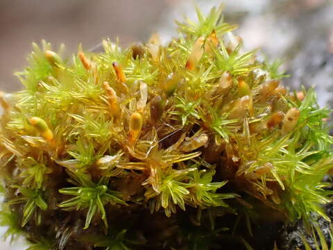 Image of Orthotrichum rogeri Bridel 1812