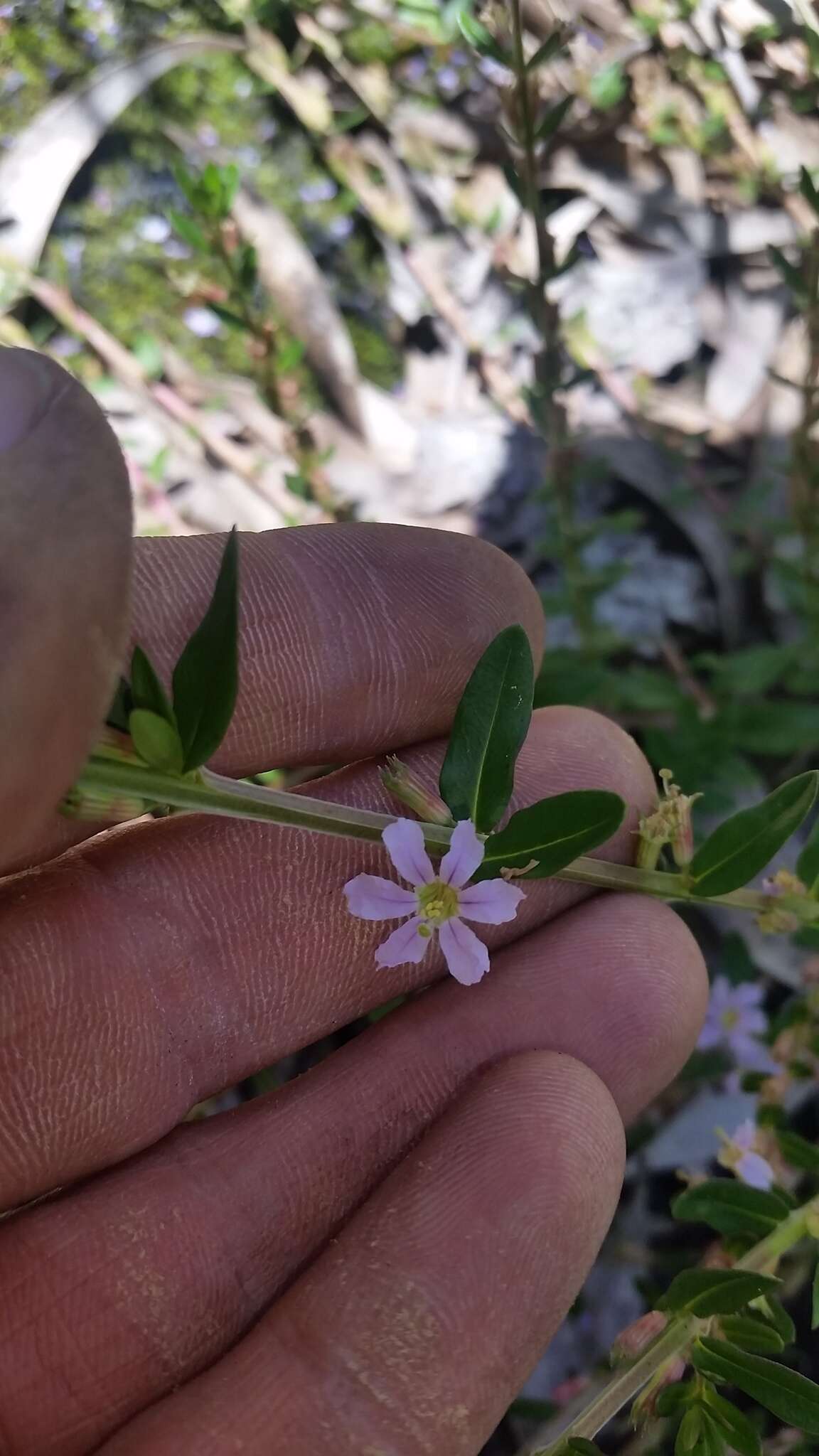 Image de Lythrum maritimum Kunth