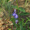 Image of Scutellaria scordiifolia Fisch. ex Schrank