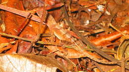 Plancia ëd Anolis tropidonotus Peters 1863