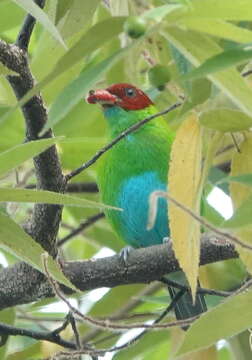 Image of Rufous-winged Tanager