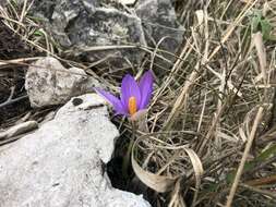 Image of early crocus