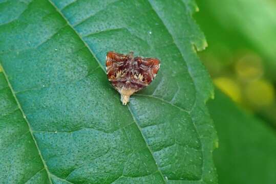 Image of Choreutis sexfasciella Sauber 1902