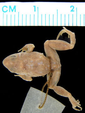 269.a4757 p pusilla p d jpg.580x360