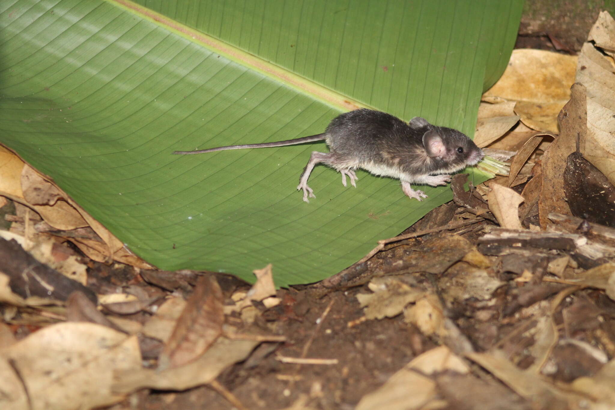 Image of Desmarest's Spiny Pocket Mouse