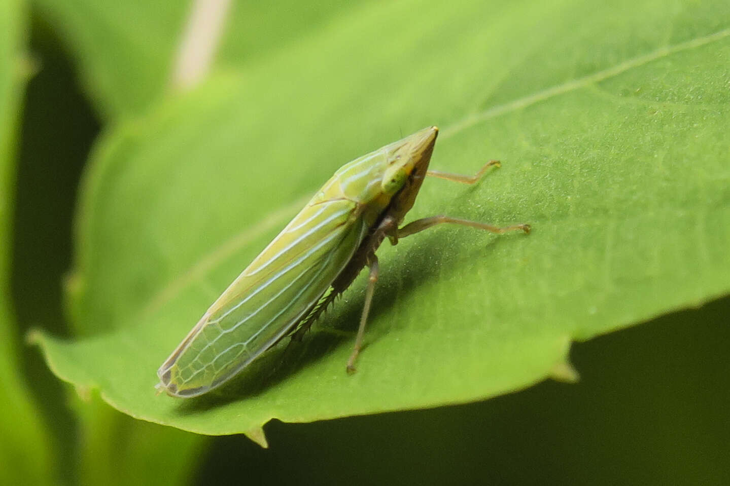 Imagem de Draeculacephala mollipes (Say 1830)