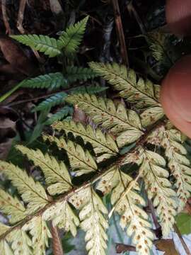 Image de Polystichum luctuosum (Kunze) T. Moore