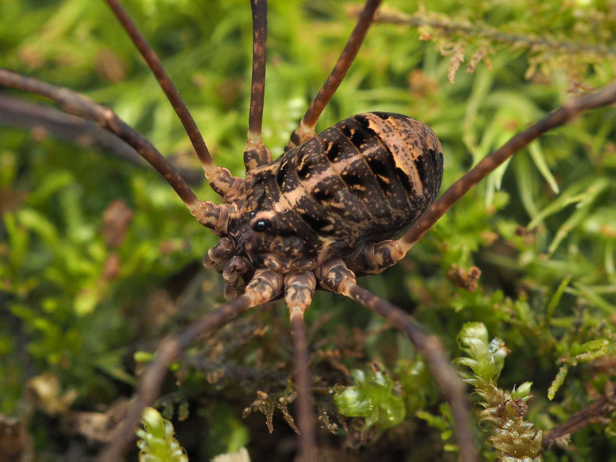 Image de Leiobunum maximum distinctum Suzuki 1973