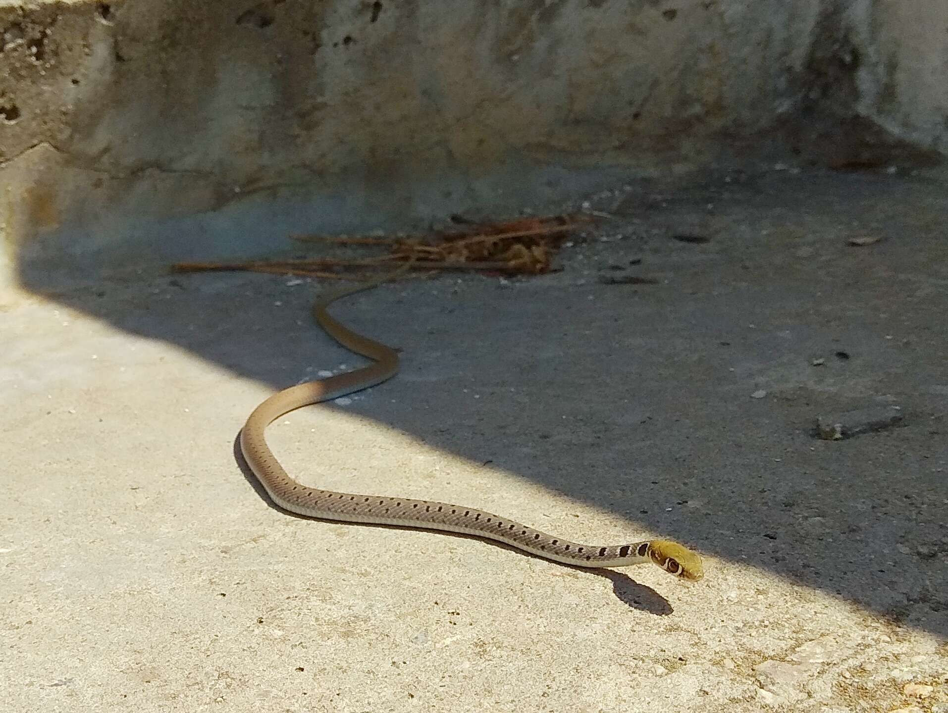 Image of Dahl's Whip Snake