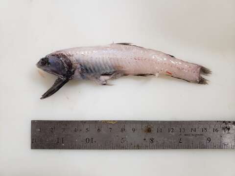 Image of Jewel Lanternfish