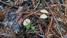 Image of Entoloma bicoloripes (Largent & Thiers) Noordel. & Co-David 2009