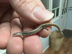 Image of Common Dwarf Skink