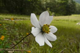 Image of Cosmos diversifolius Otto