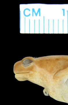 Image of Ant Frog