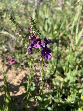 Image of Diascia veronicoides Schltr.