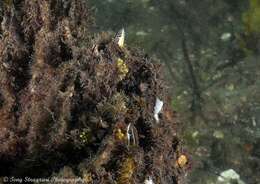 Image de Mimic blenny