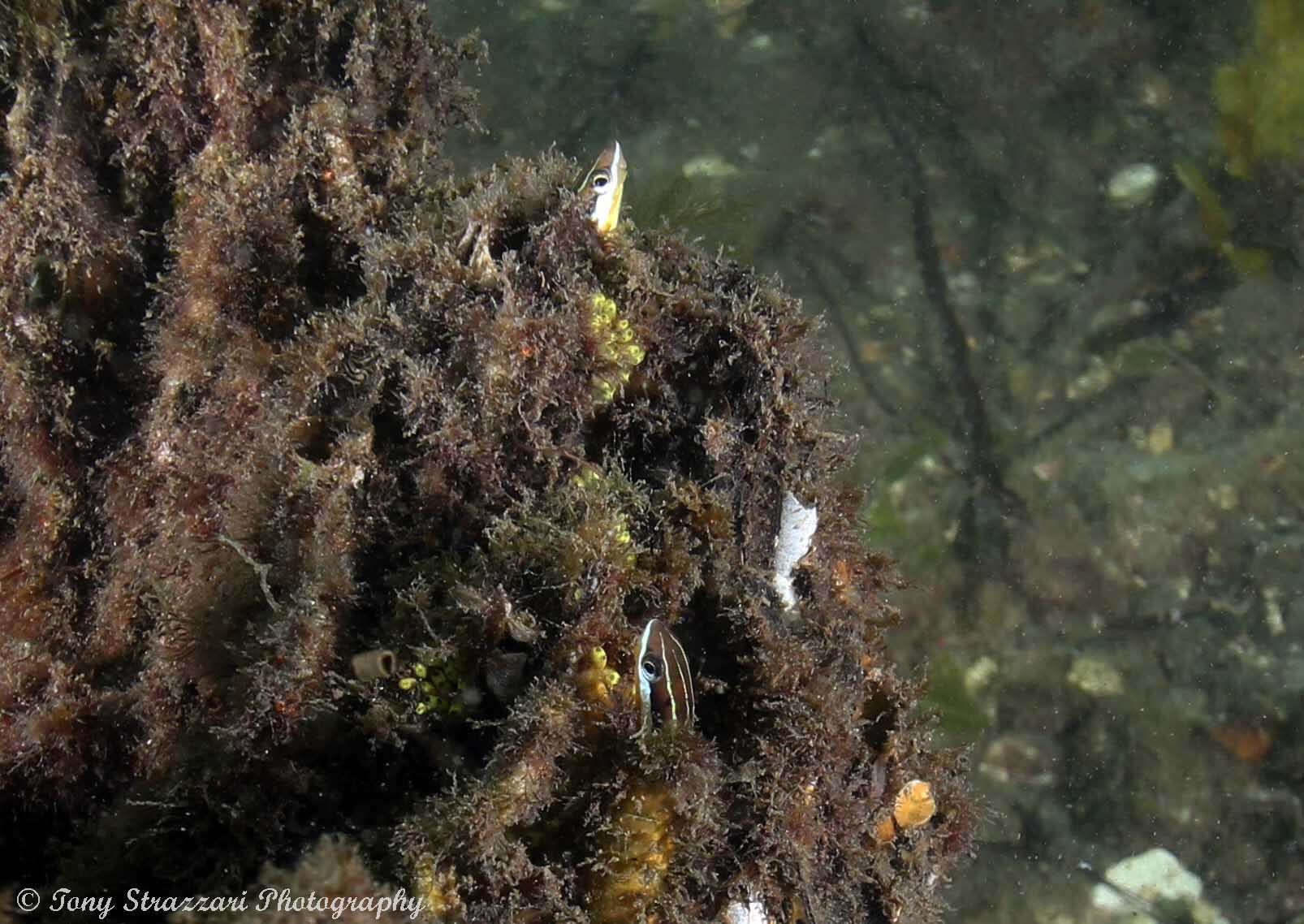 Image de Mimic blenny