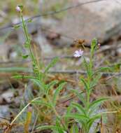 Image of Endostemon tenuiflorus (Benth.) M. R. Ashby