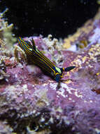 Image of Gold and green lined slug