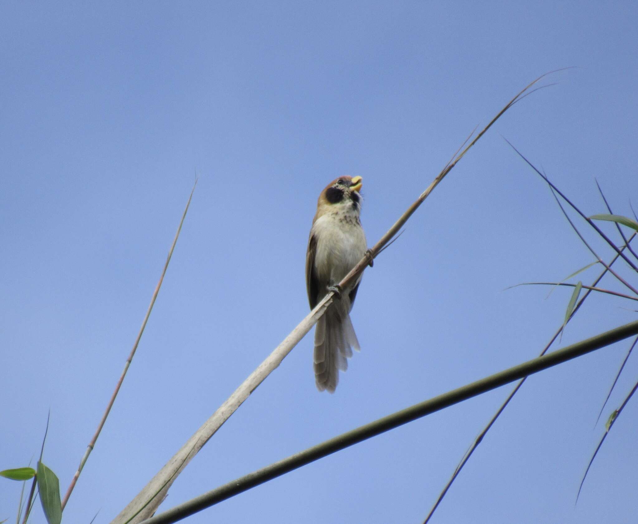 Image of Spot-breasted Parrotbill