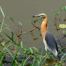 صورة Ardeola speciosa continentalis Salomonsen 1933