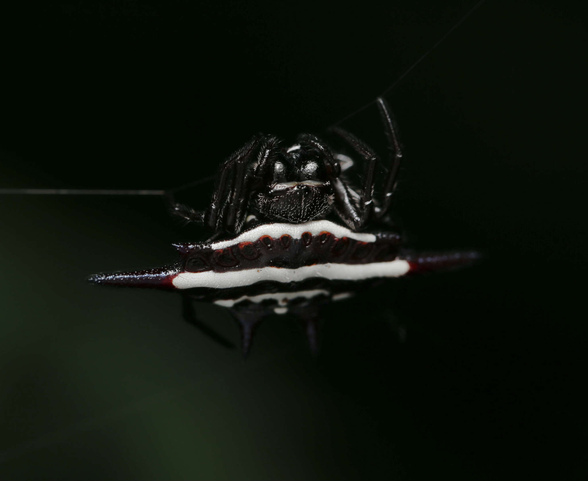 Image of Doria's Spiny Spider