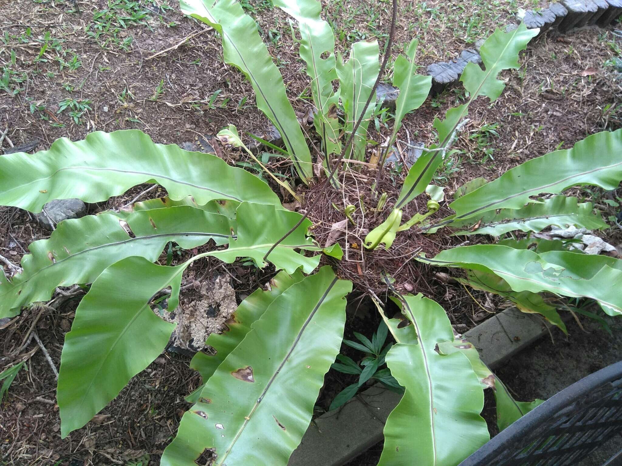 Слика од Asplenium nidus L.