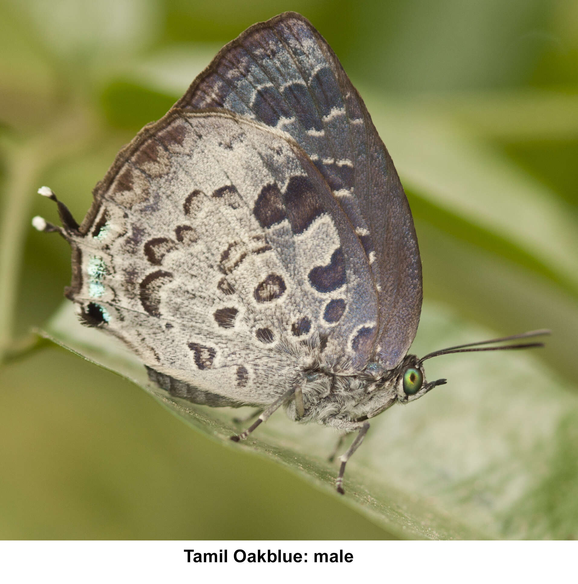 Image of Tamil Oakblue