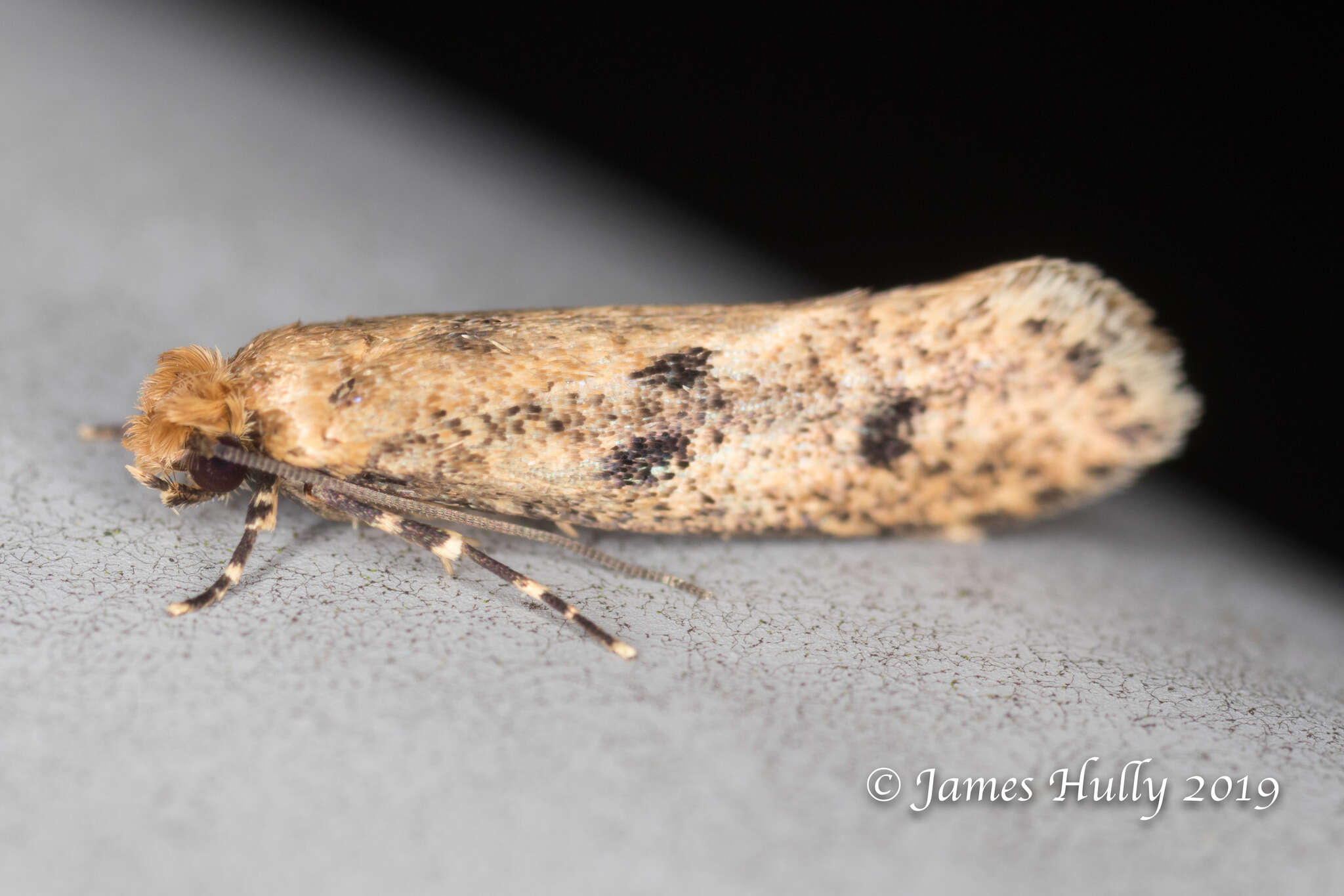 Image of case-bearing clothes moth