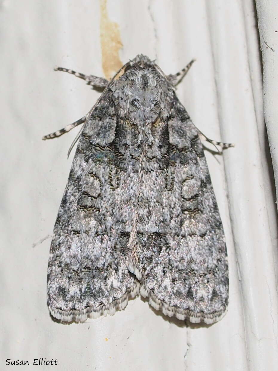 Image of Raspberry Bud Dagger Moth