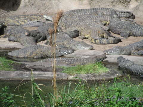 Image of Crocodylus niloticus africanus Laurenti 1768