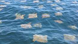 Image of Golden Cownose Ray