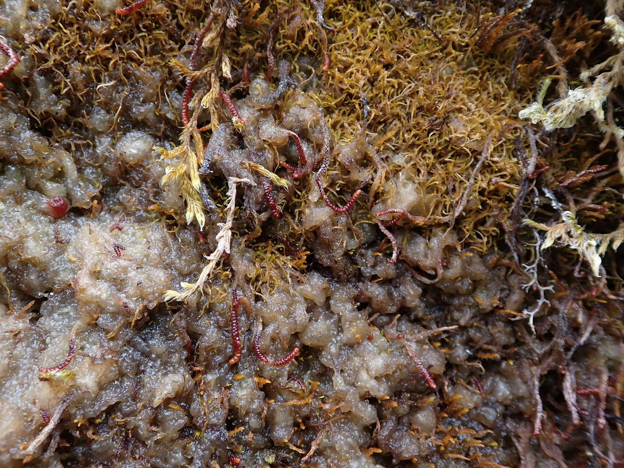 Image of Purple Spoonwort