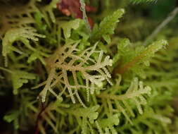 Image of Lepidozia filamentosa Gottsche, Lindenb. & Nees