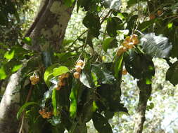 Image of Sarcomelicope simplicifolia (Endl.) T. G. Hartley